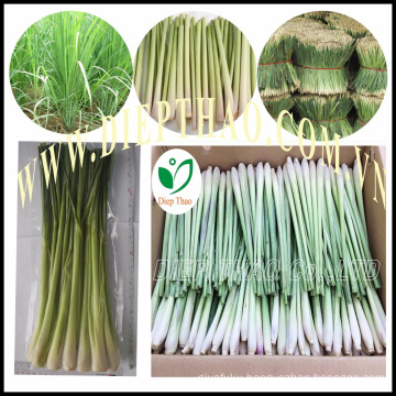 FRESH LEMONGRASS